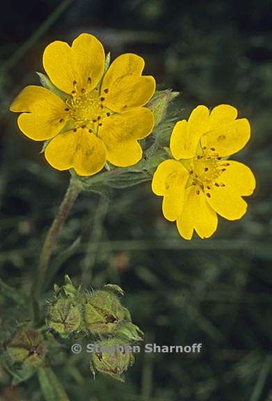 potentilla gracilis var fastigiata 5 graphic